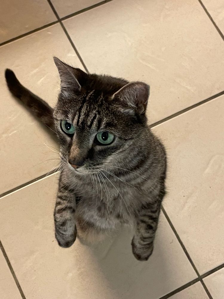 Silver tabby with green eyes, up on two feet, “begging” for a treat. She is on a a cream colored, tiled kitchen floor. 