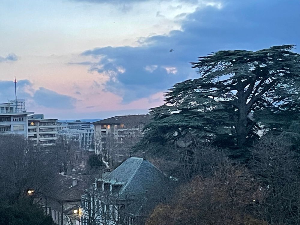 Sunrise in Geneva. Foreground is a building with a peaked roof and lots of trees. Further back are apartment buildings. Sky is pink near horizon, lifting to a near white at top of the photo. Lots of dark clouds. A single bird, likely a crow, flies by at top of frame. 