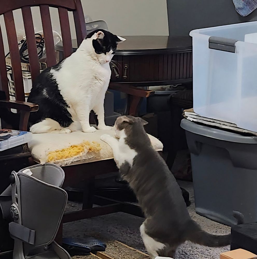 My cats Baby on the floor and Lucas on the chair Baby has her ears bent back she wants to plays hard  Lucas is looking down at her trying to figure out what's gonna happen next