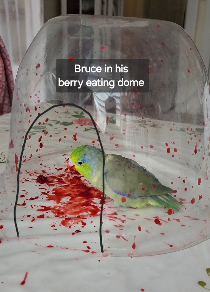 A bird absolutely destroying a raspberry underneath their berry dome this birds name is Bruce and he is mostly green with yellow and blue a beautiful scene to behold animals  @FollowTheBirbs on birdapp