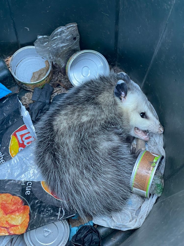 A color photo of a possum or opossum in a trash can who was probably sleeping or eating they are a bit pissed off quite frankly and unhappy being monitored good morning catsofbluesky cats of bluesky 