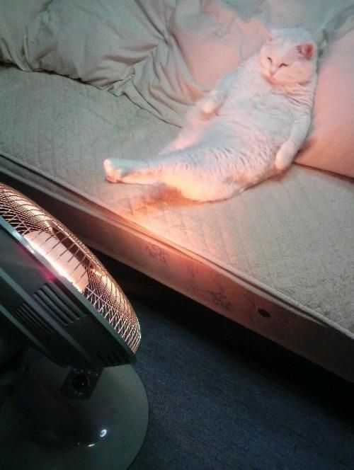 A white cat on a mattress with no sheets the cat is relaxing in a human manner with a fan on it and a light