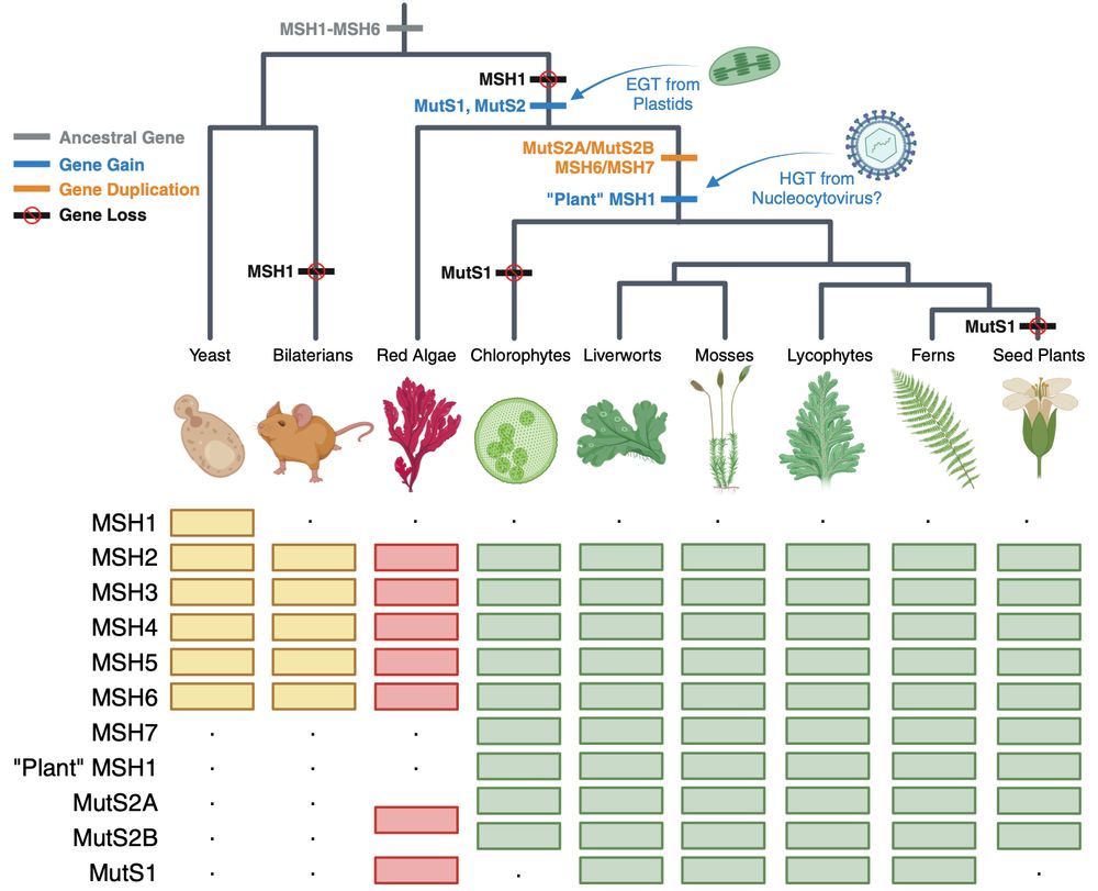 Phylogenetic summary of MutS gene presence/absence across plant diversity and other eukaryotes