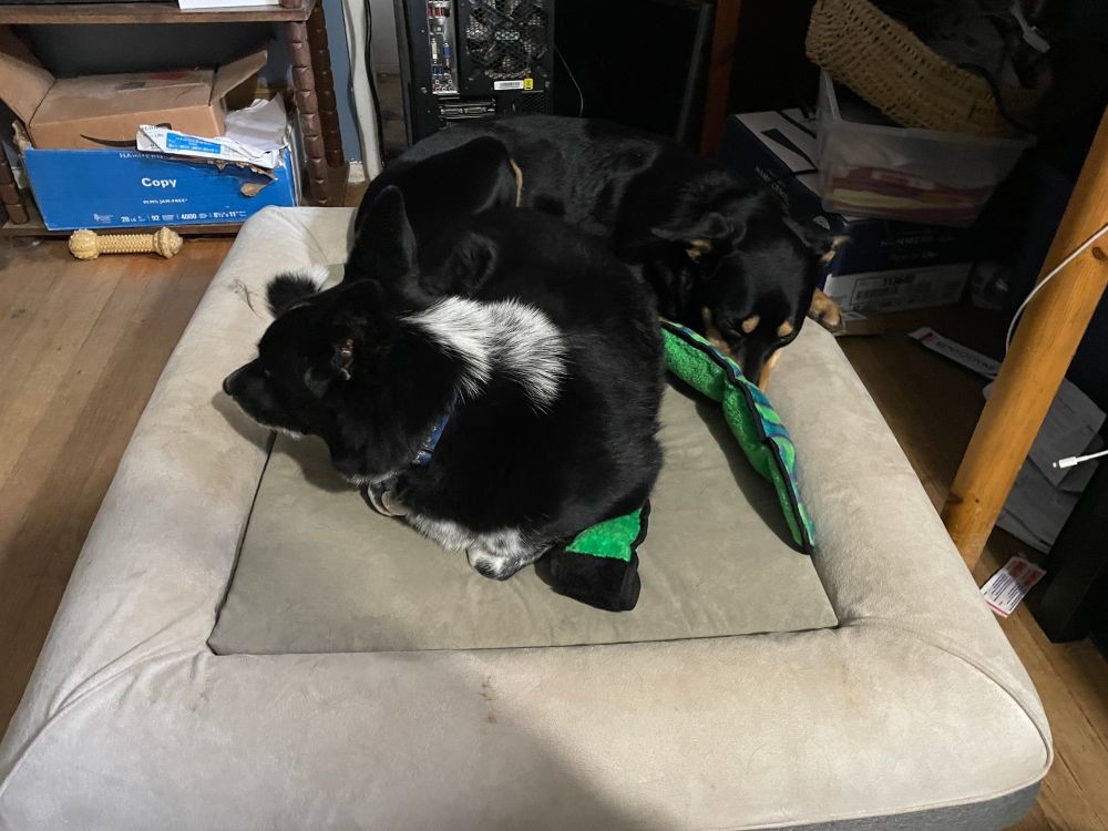Picture of dog lying on dog bed with his front paws tucked under his body. Second dog is also on bed, sleeping.