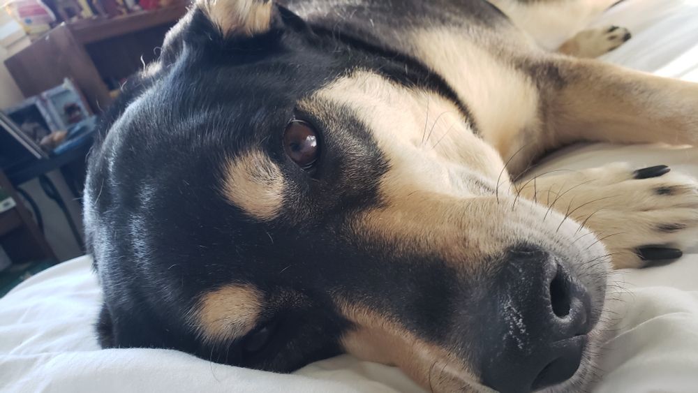 Close up photo of the face of a black and tan dog looking soulful and adoring as she lays on white sheets waiting for a belly rub.