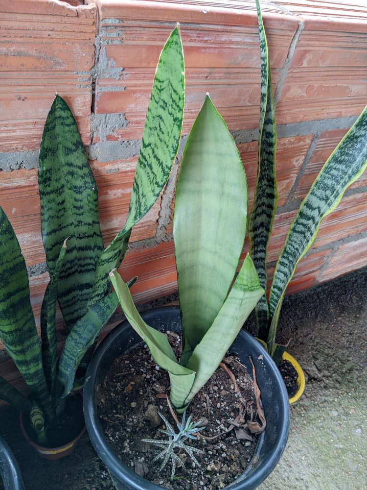 Três vasos de plantas: espada de São Jorge verde escura, espada de São Jorge moonlight, espada de santa barbara 