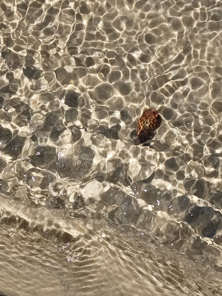 Water ripples and light refractions at the beach with a shell on the sand