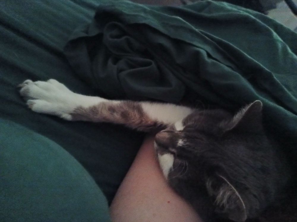 Green sheets, gray and white kitty poking out of the sheets using my white arm as a pillow