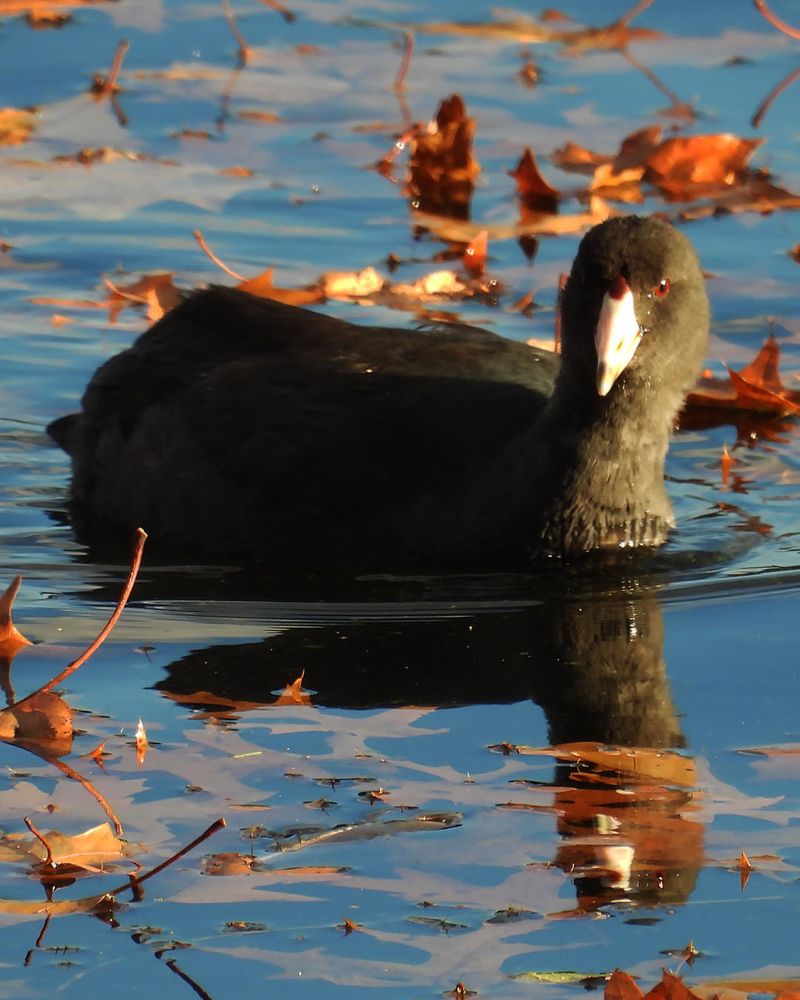 An American coot floating in calm blue water with its head turned towards the viewer and one eye obscured by shadow, making it look goofily ominous.