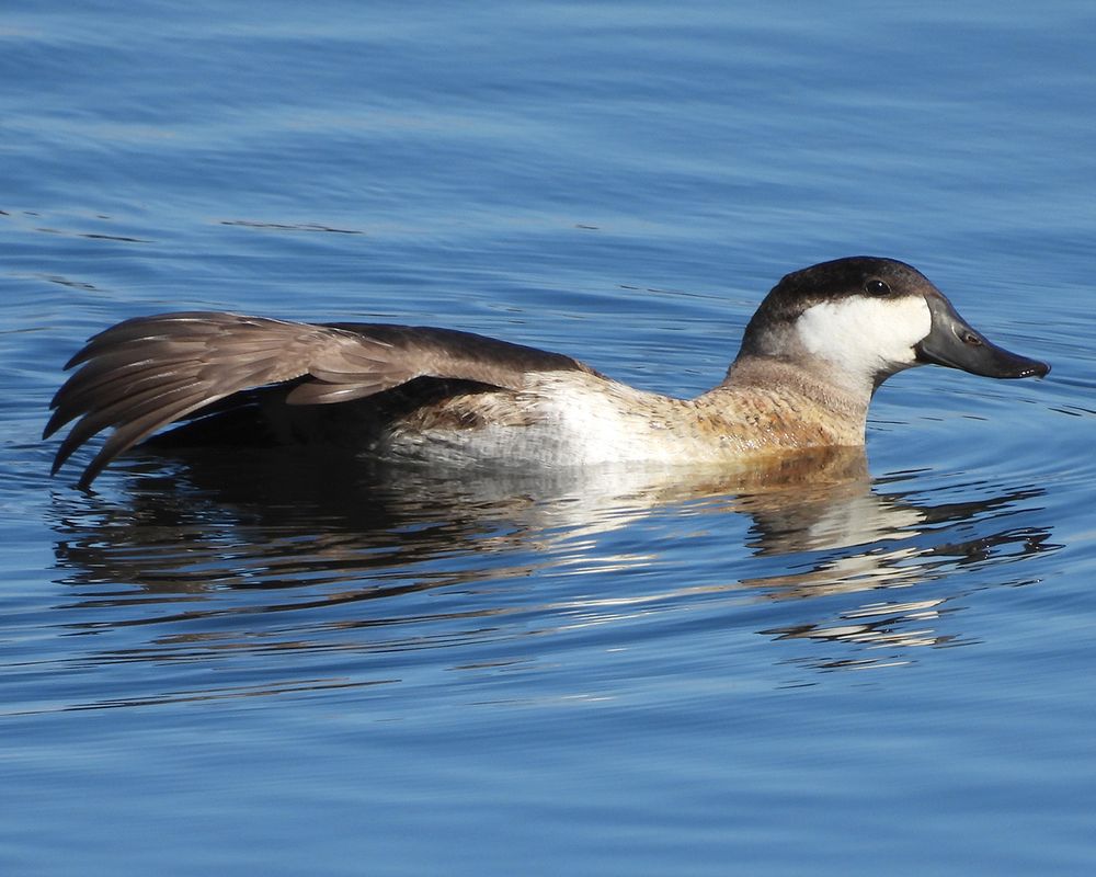 A male ruddy duck in non-breeding plumage floating in blue water, in profile, and stretching horizontally, one wing partially unfolded.