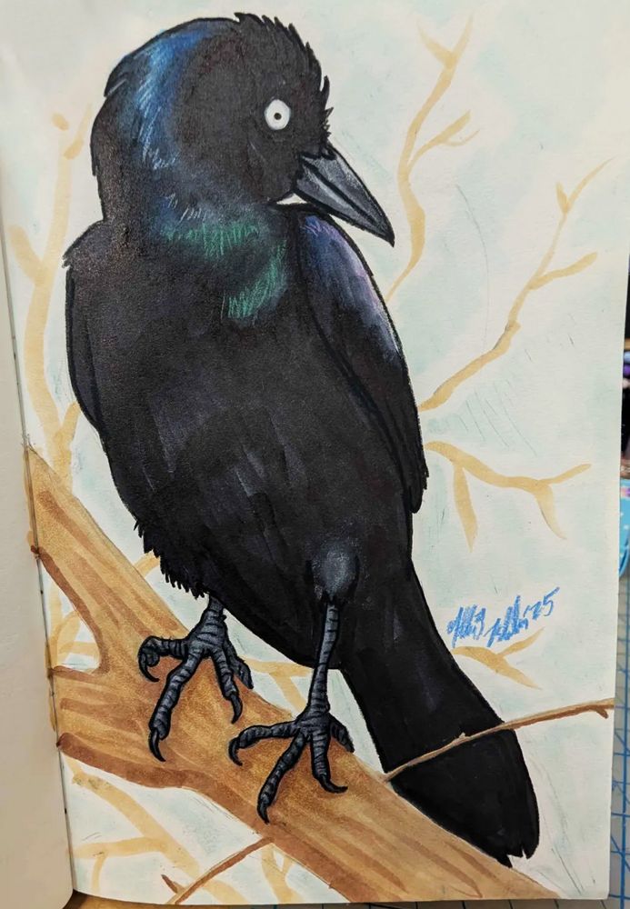 Sketchbook page with a mixed-media (color pencil & Copic marker) drawing of a common grackle perched on a bare tree branch, head turned to the side and some iridescence showing on its head and throat.