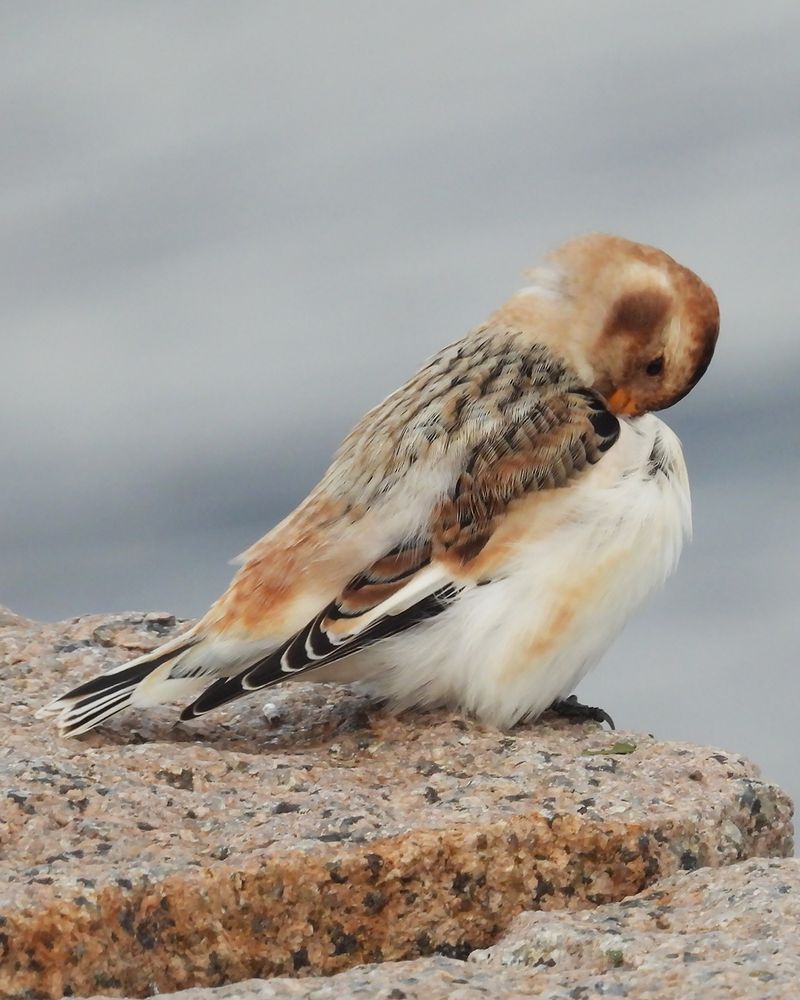 A snow bunting in profile, preening its chest feathers with its little wedge beak.