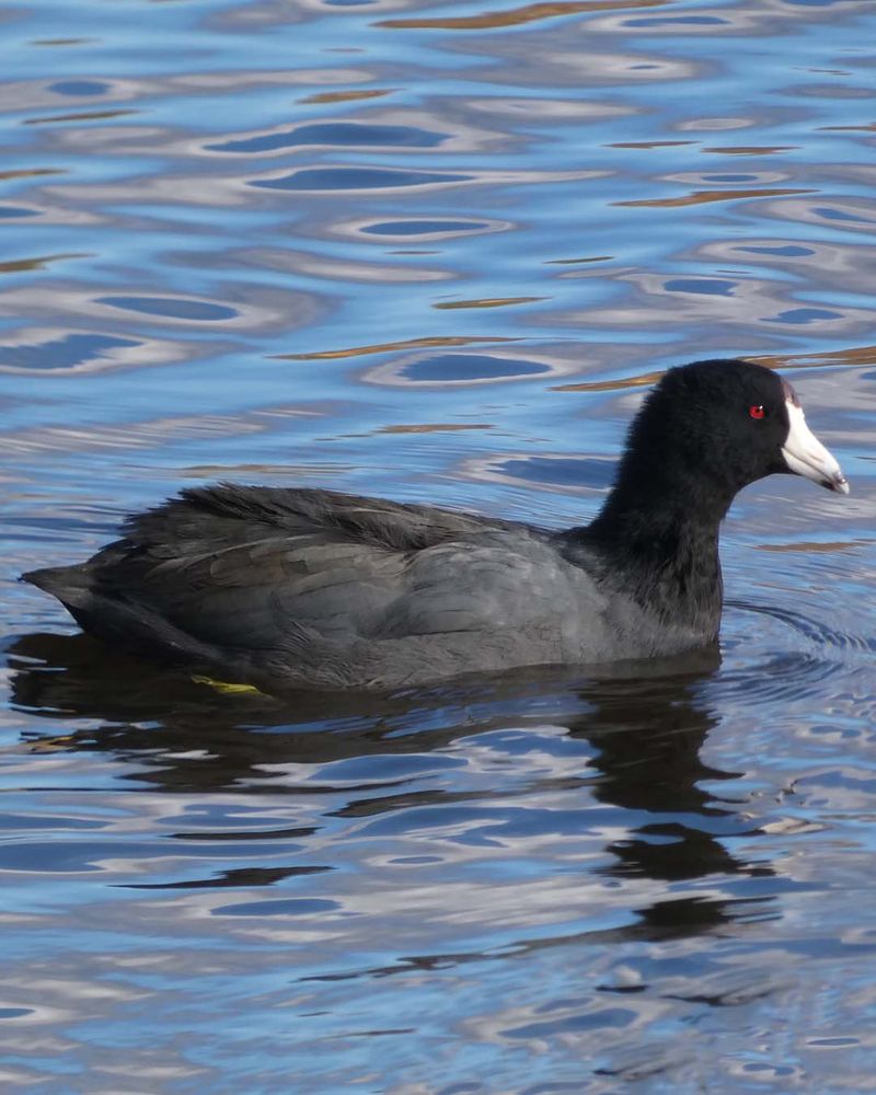 An American coot swimming intently, in profile. It's a rotund black waterfowl with a thick neck and roundish head, and a large, bluntly pointed ivory bill with a black smudge near the tip and a dark red "shield" at the top/forehead. It has bright red eyes.