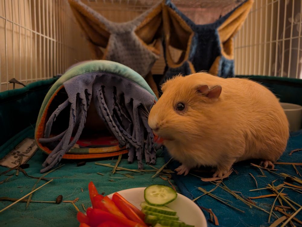 A guinea pig snarfling a slice of tomato 