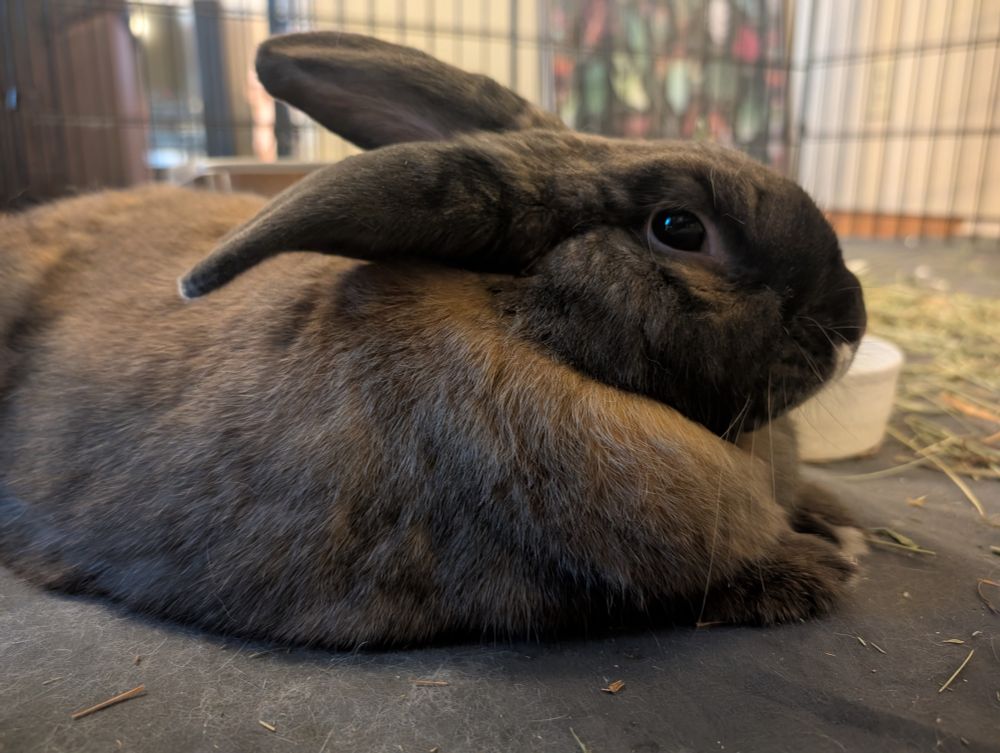 A resting rabbit 