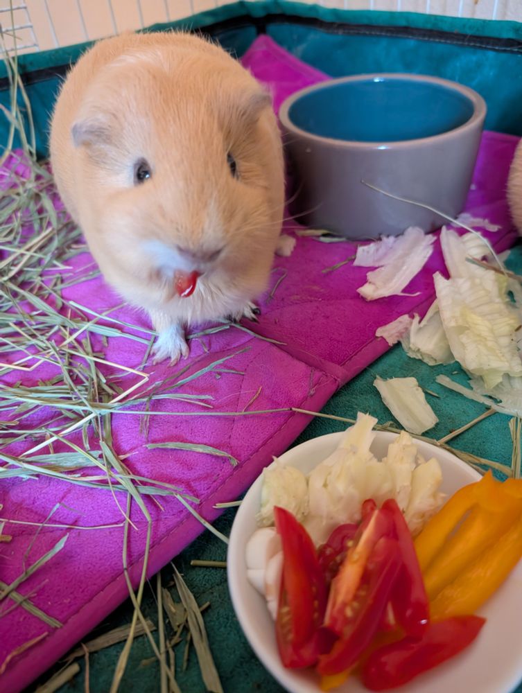 A guinea pig satisfied that it has chosen wisely.