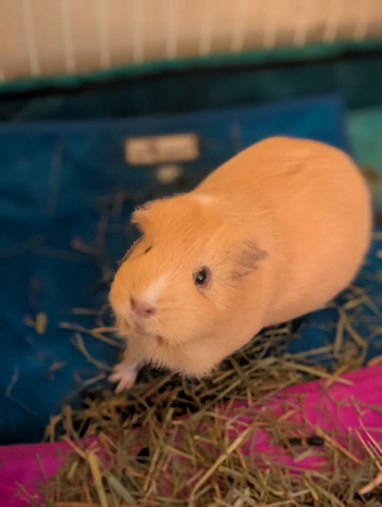 A guinea pig awaiting salad delivery 