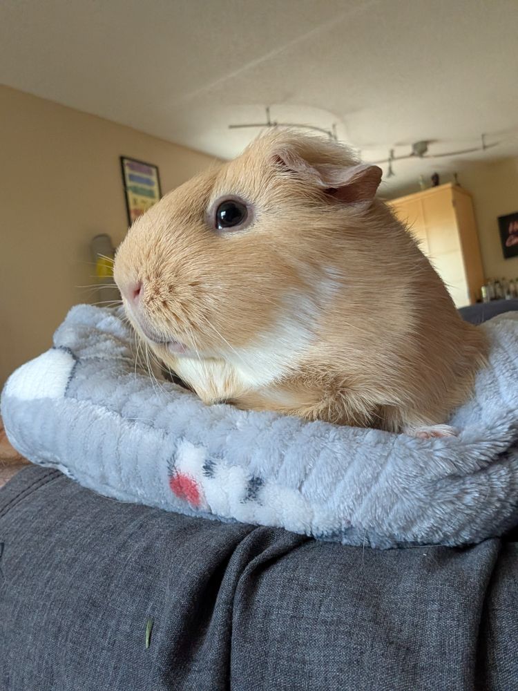 A guinea pig giving the camera the side eye
