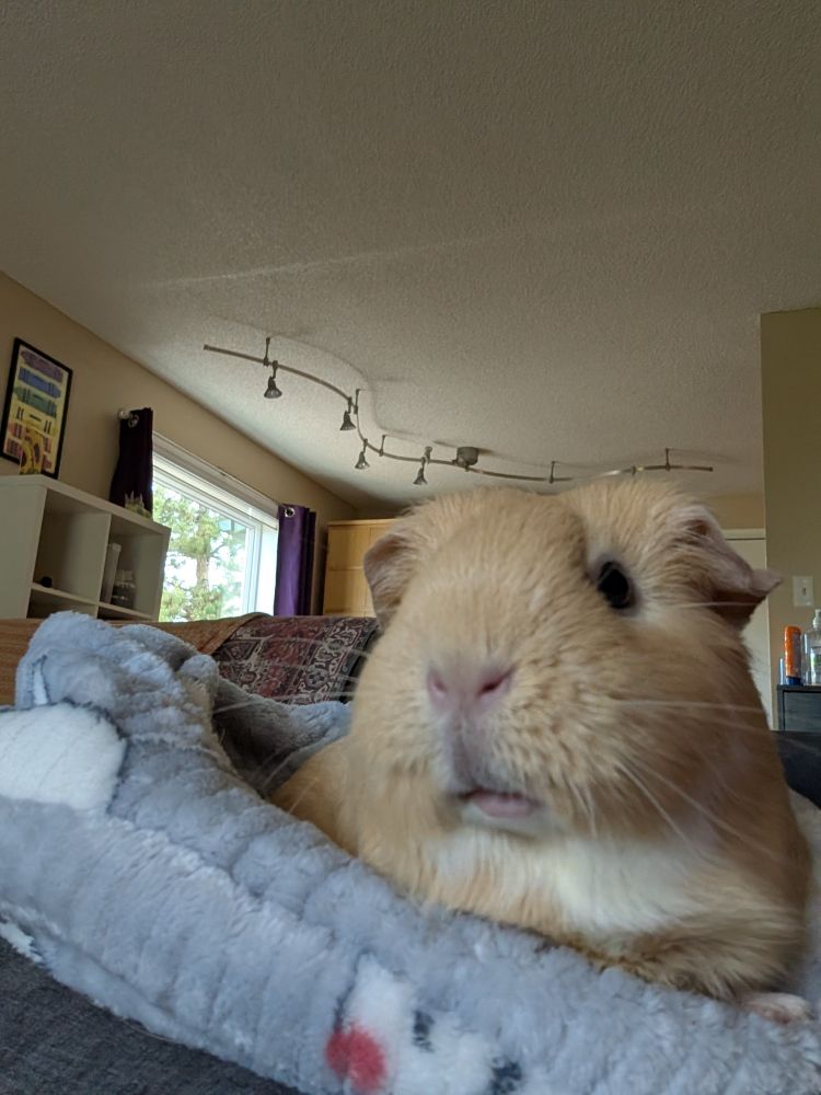 A guinea pig lounging 