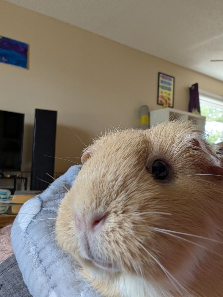 A guinea pig lounging 