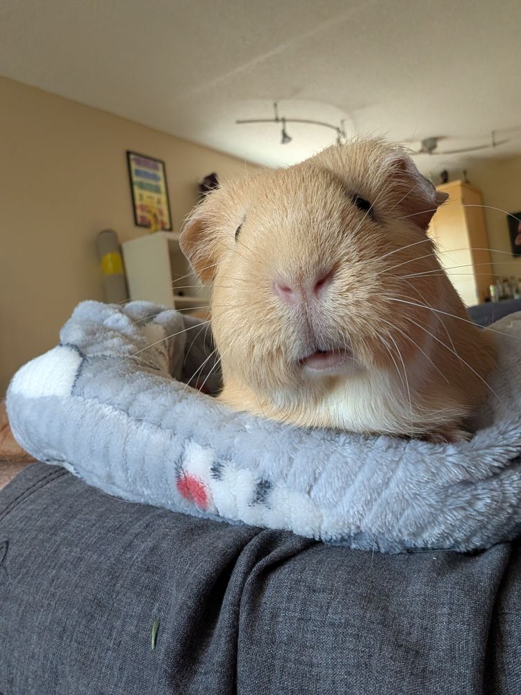A guinea pig mouf 