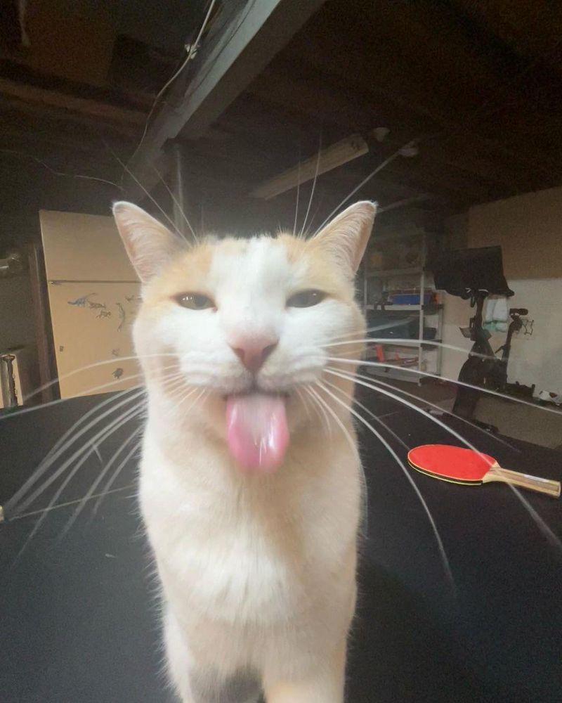blehhhhhh