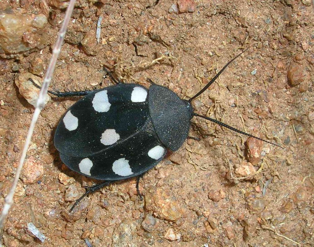 Therea sp.