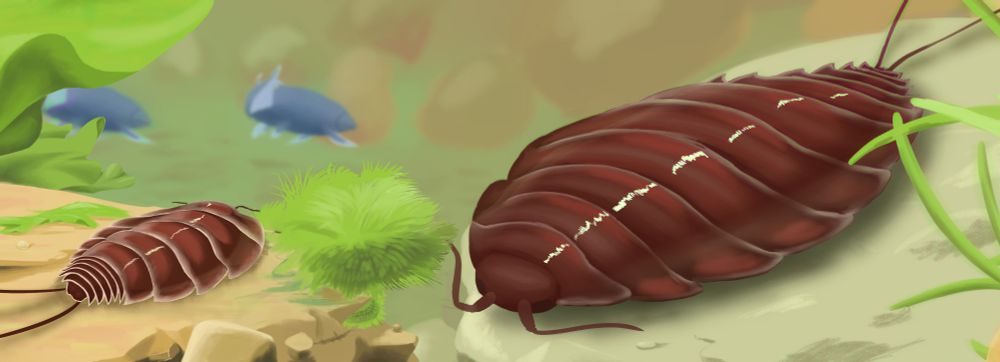 Oxyuropoda reconstruction (an aquatic arthropod, red, on the bottom of a river, with algae and fish in the background)
