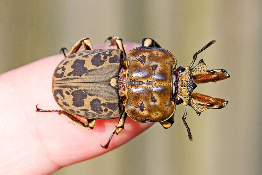 Small ovoid beetle on a finger. Colours range from yellow to brown, with cloud patterns. Large mandibulae with bright orange hair on the center.