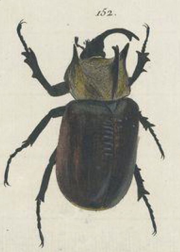 Original drawing from Guillaume-Antoine Olivier of a Megasoma gyas, a huge dark beetle with golden hair and huge horns on torso and head.
