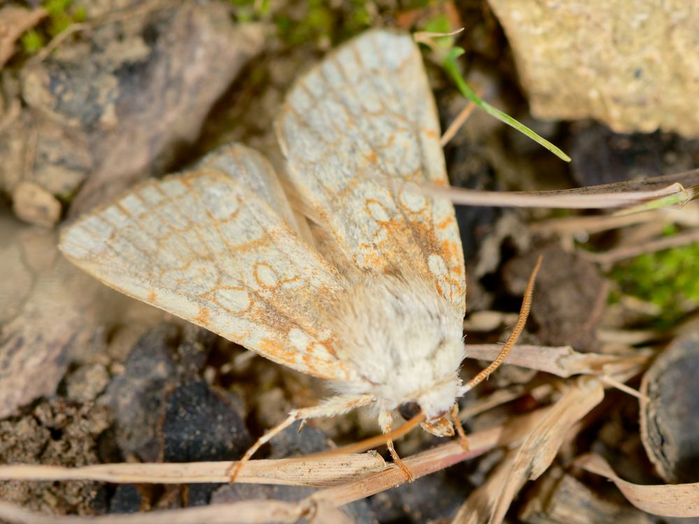 photo de papillon blanc triangulaire avec des motifs et des antennes jaunes, les ailes ont notamment deux ronds caractéristiques