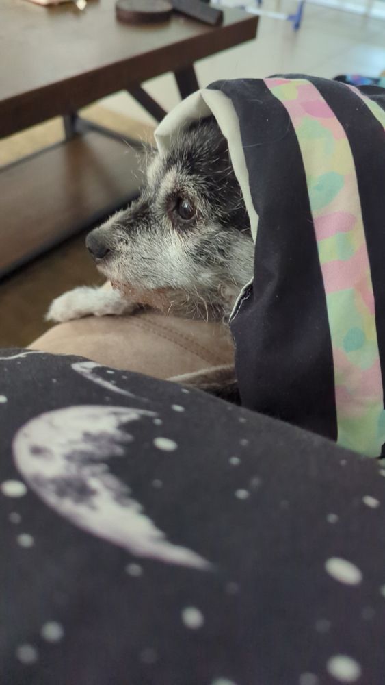 A small terrier wrapped in a blanket looking very cute. 