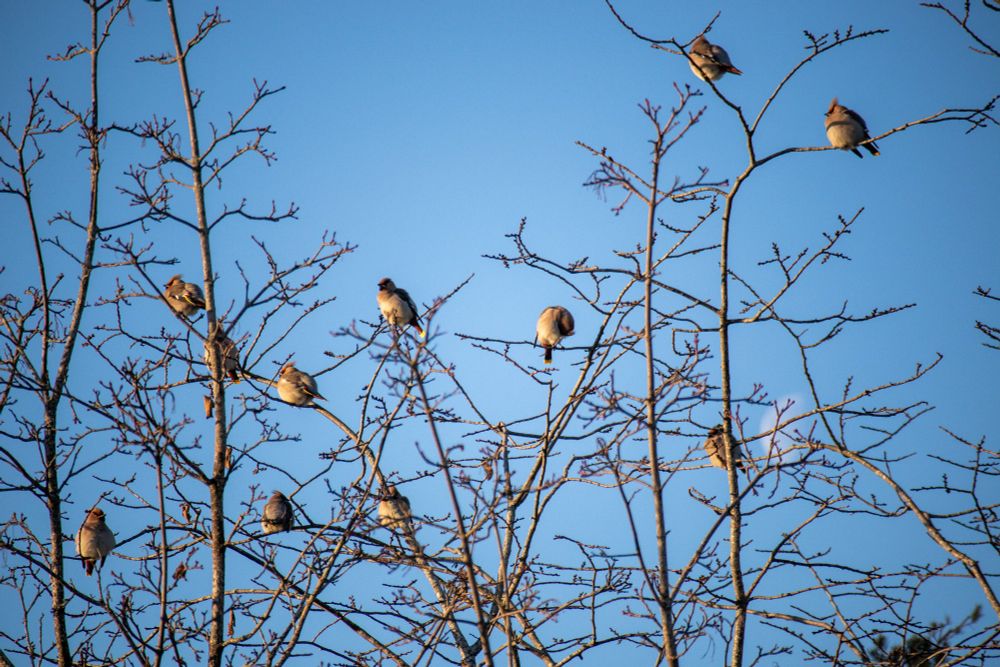 En flokk sidensvanser i toppen av et tre, lav vintersol.