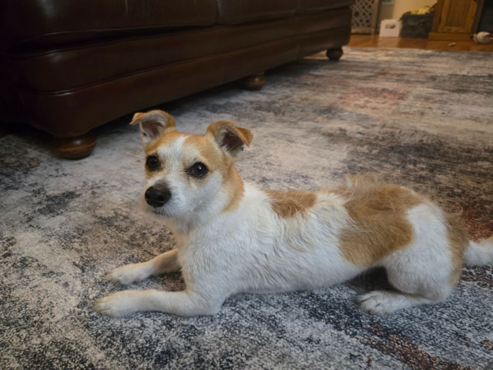A small white and brown mixed Chihuahua