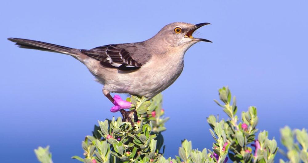 Northern Mockingbird Identification, All About Birds, Cornell Lab of Ornithology