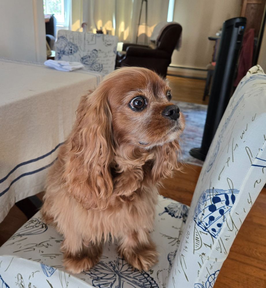 A ruby King Charles Cavalier sitting on the dining room chair