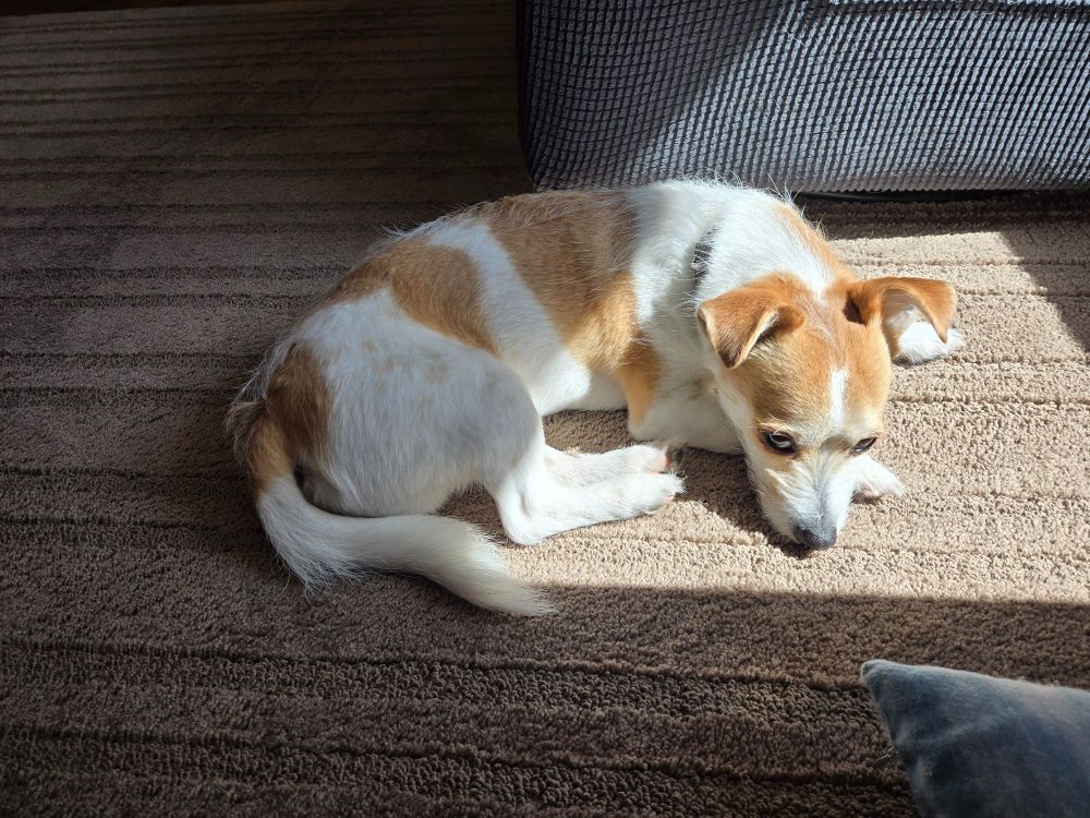 White and tan chihuahua mix in a small spot of sunshine