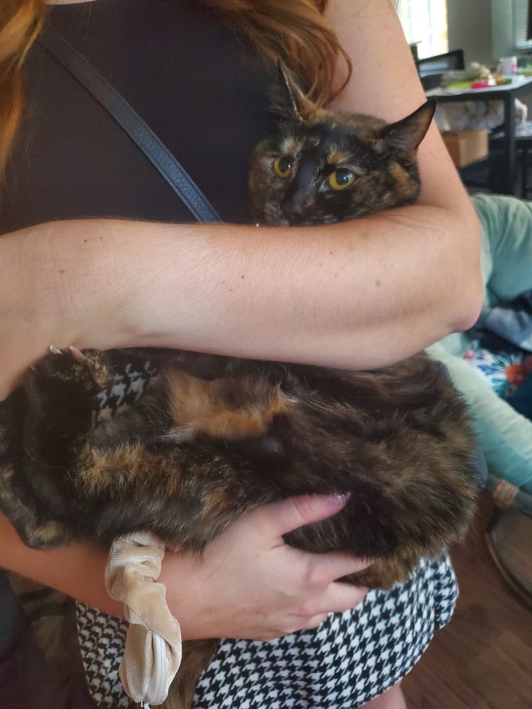 A tortie cat that chose an awkward position to be held in but wouldn't get out of being held.