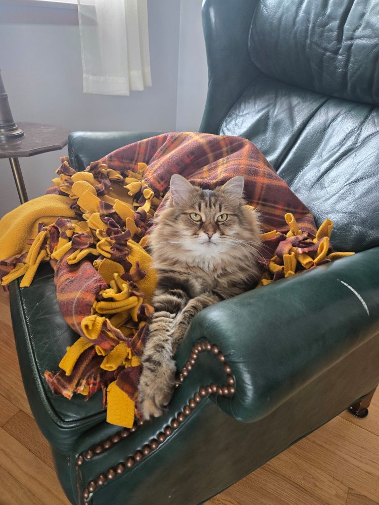 The same kitten, now an adult. He is large, fluffy, and sitting on a homemade blanket in a leather chair. His paws are crossed like a gentleman.