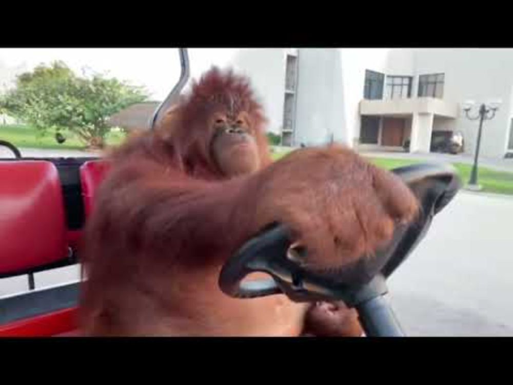 Orangutan Driving Golf Cart
