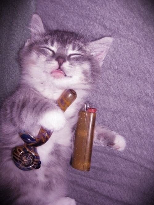 cute cat with a pipe and lighter looking really stoned