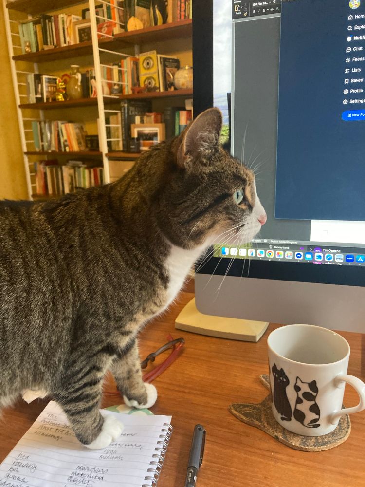 Ottoline is on my desk inspecting my work on the computer. She is tabby and white and does not look pleased 