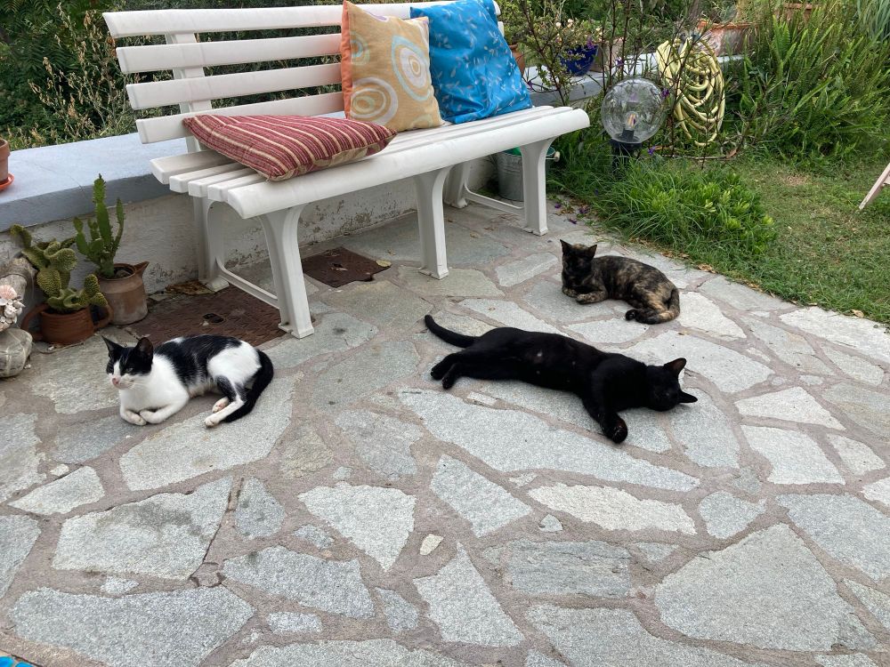 Three cats - one black and white, one black and one torture lie around on the patio like they own the place..