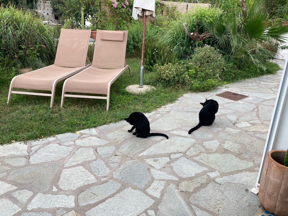 Two black cats are gate keeping the path