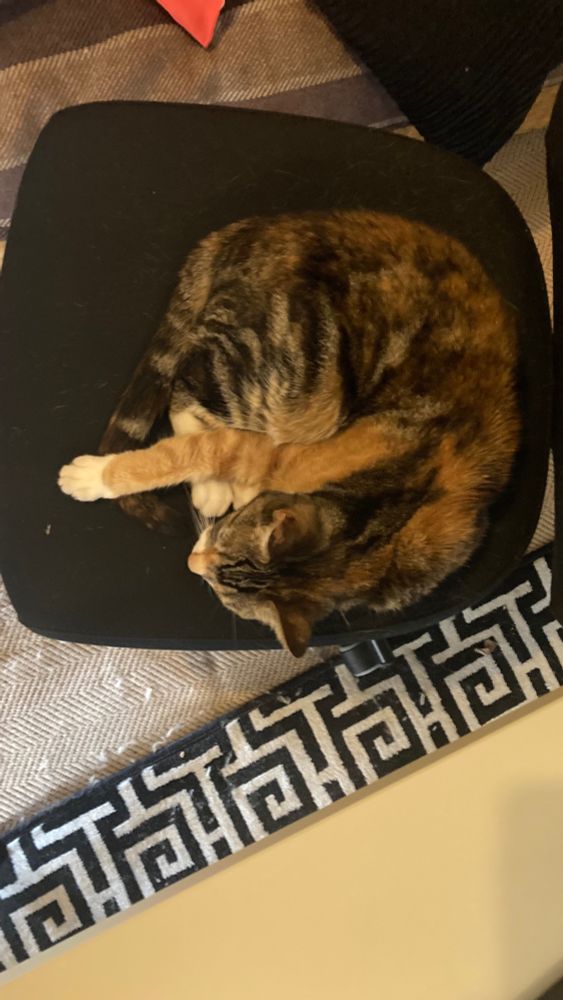 A tortie, ginger, tabby and white cat is curled up on a chair with one ginger paw sticking out,  next to a whole range  of mad carpets.