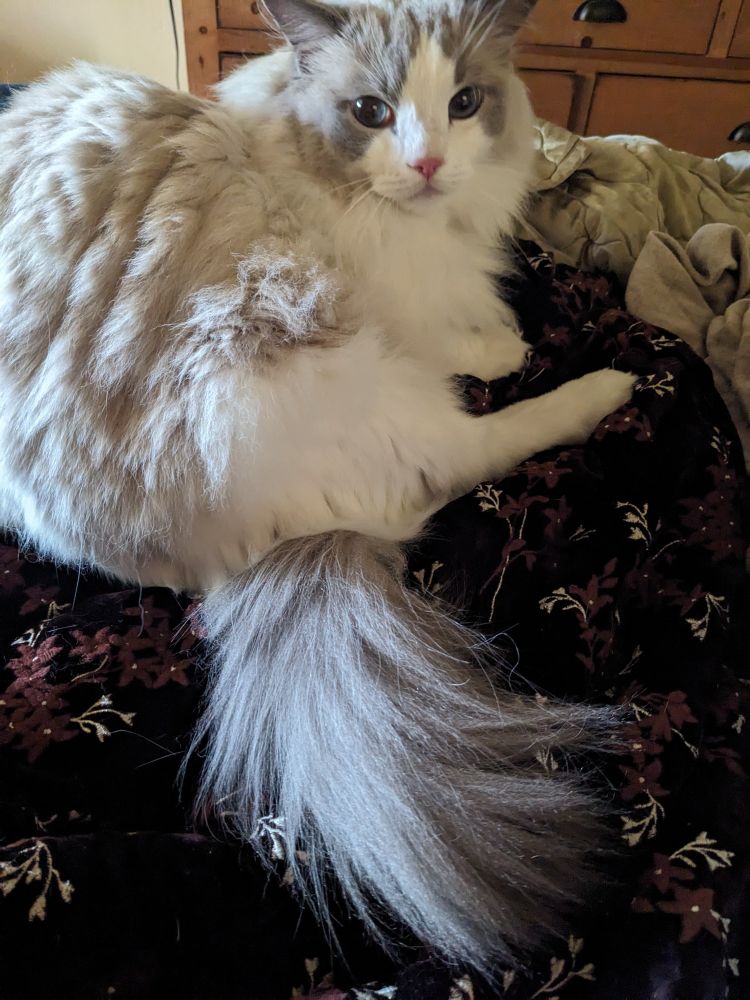 A fluffy white and gray cat curled in blankets at the end of a bed