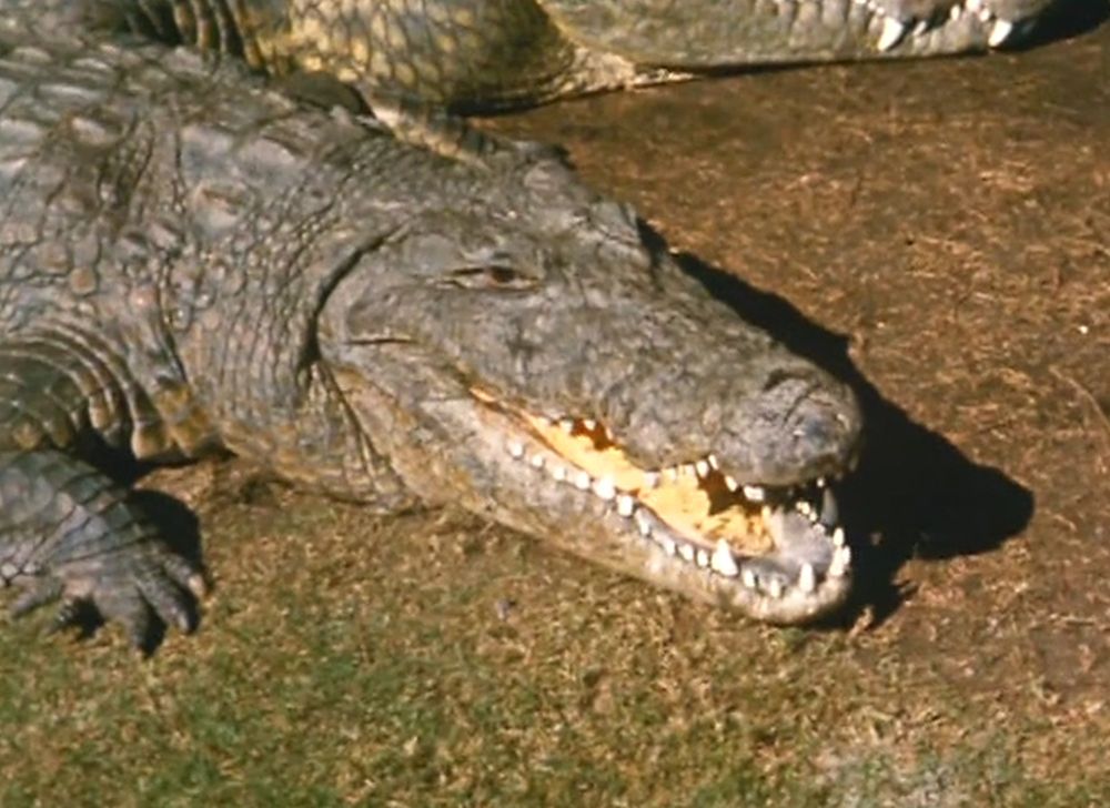 alligator