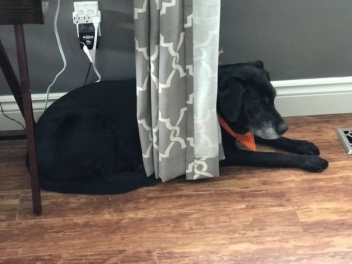 My HED Leah (Lab) hiding behind a sliver of a drape