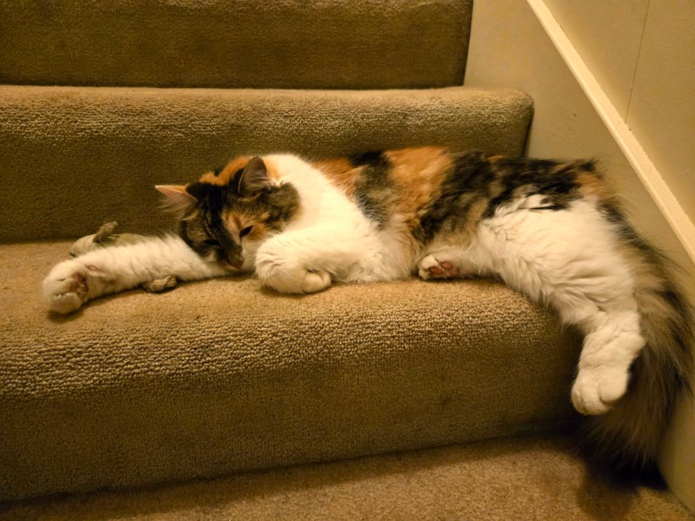 SanFran, a longhair calico cat, lounges sleepily on a brown-carpeted stairwell next to her toy rat. 