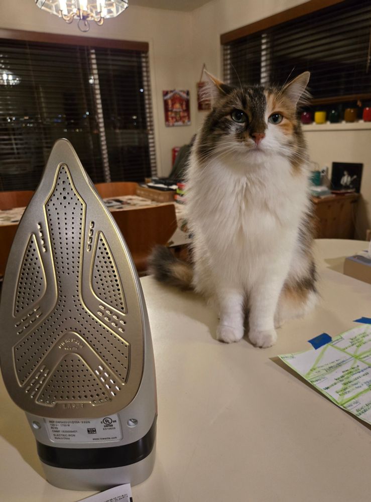 SanFran, a longhair calico cat, sits on a countertop next to an iron, looking on disapprovingly. 